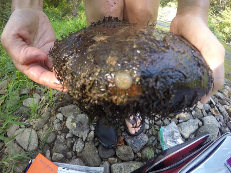 Sponge in the Watauga River, NC, September 2017