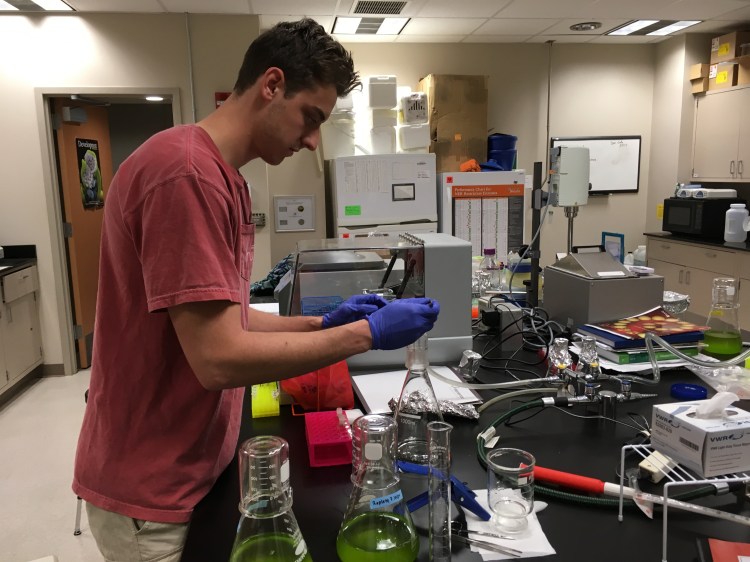 Processing samples from the algae experiment